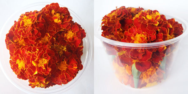 Marigold Small Flowers Maroon Orange Micro Petals 12 pcs $8.75 CAD