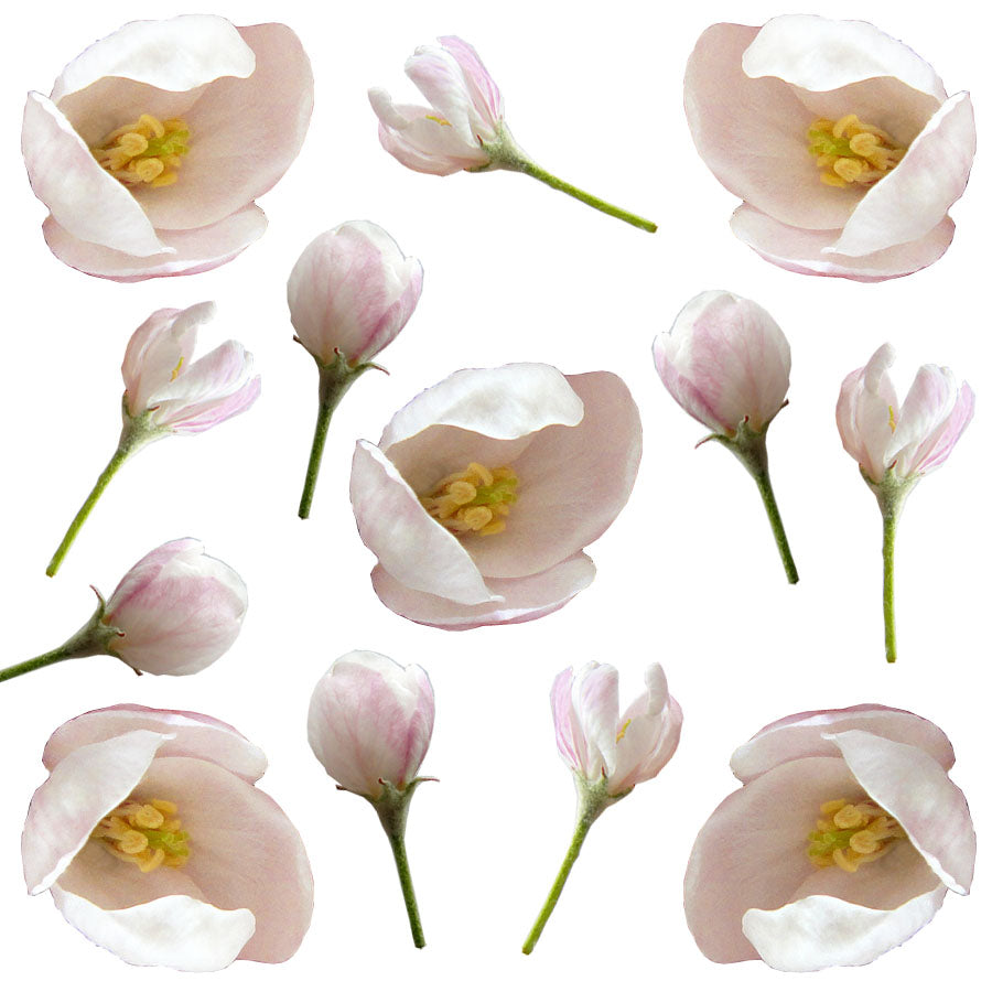 Apple Blossom Buds Micro White Pink 75 pcs $18.00 CAD