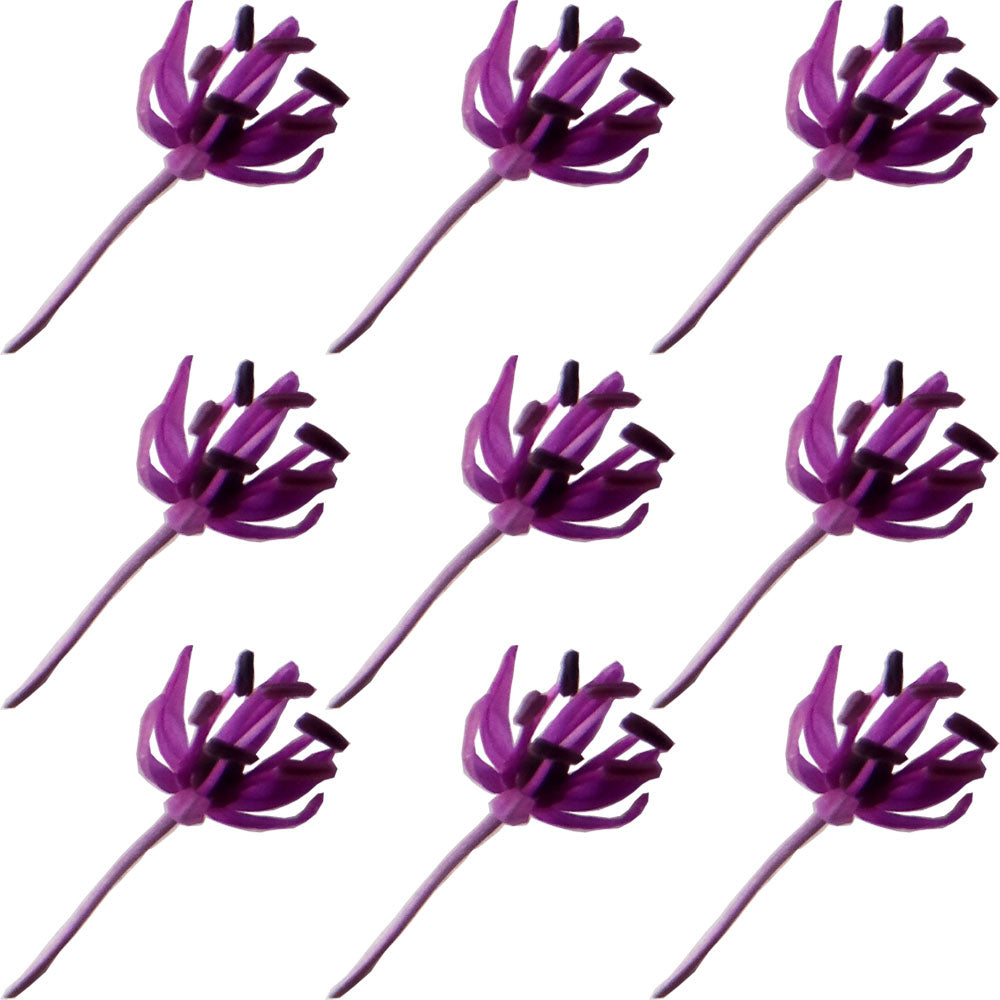 Allium Micro Sprigs Magenta 100 pcs #352 $11.5 CAD