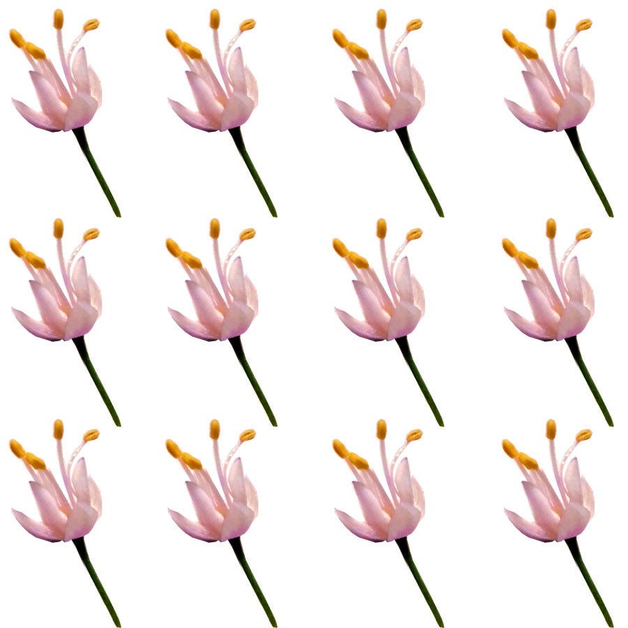 Allium Micro Sprigs Pink 50 pcs #246 $6.5 CAD