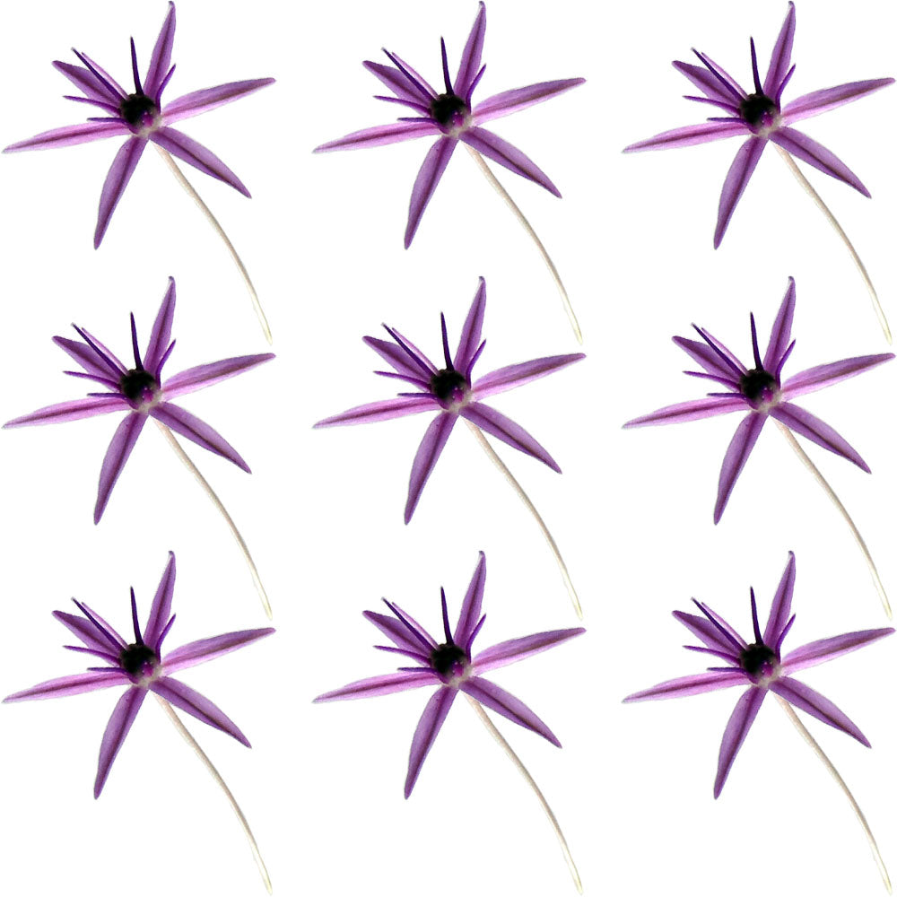 Allium Micro Sprigs Purple 50 pcs #230 $6.5 CAD