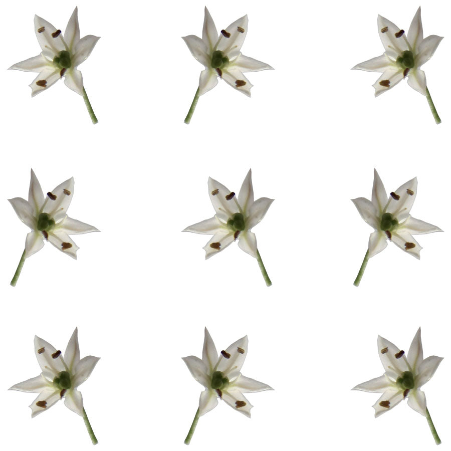 Allium Micro Sprigs White 100 pcs #106 $11.5 CAD