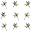 Allium Micro Sprigs White 100 pcs #106 $11.5 CAD