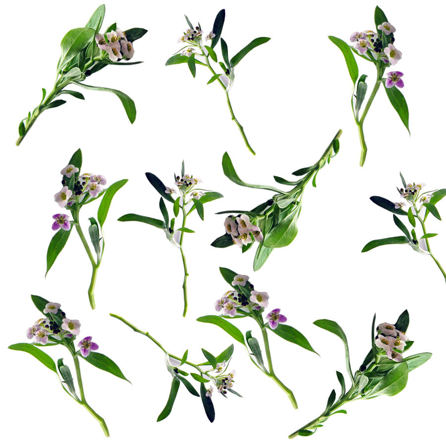 Alyssum Sprigs Micro Mix 48 pcs #200 $11 CAD