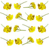 Alyssum Micro Sprigs Gold 50 pcs #906 $14.75 CAD
