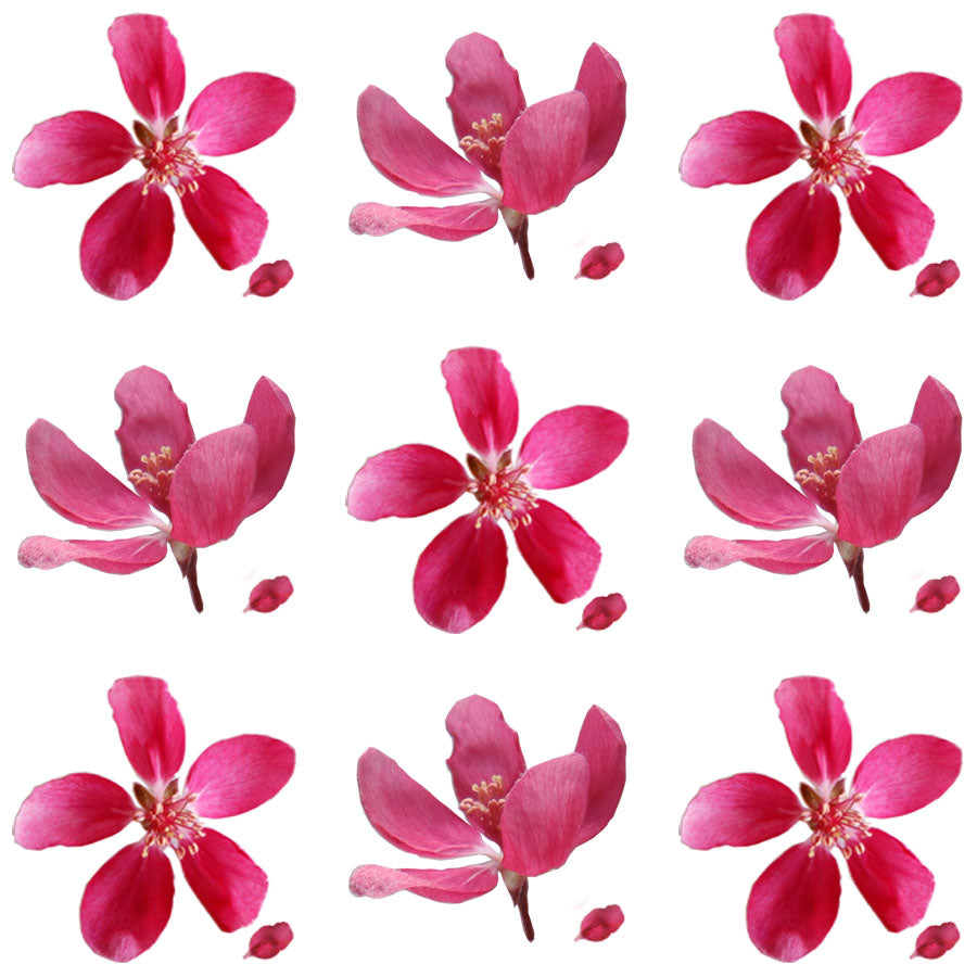 Apple Blossoms Magenta 24 pcs #840 $11 CAD