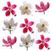 Apple Blossoms Mix 24 pcs #81 $11 CAD