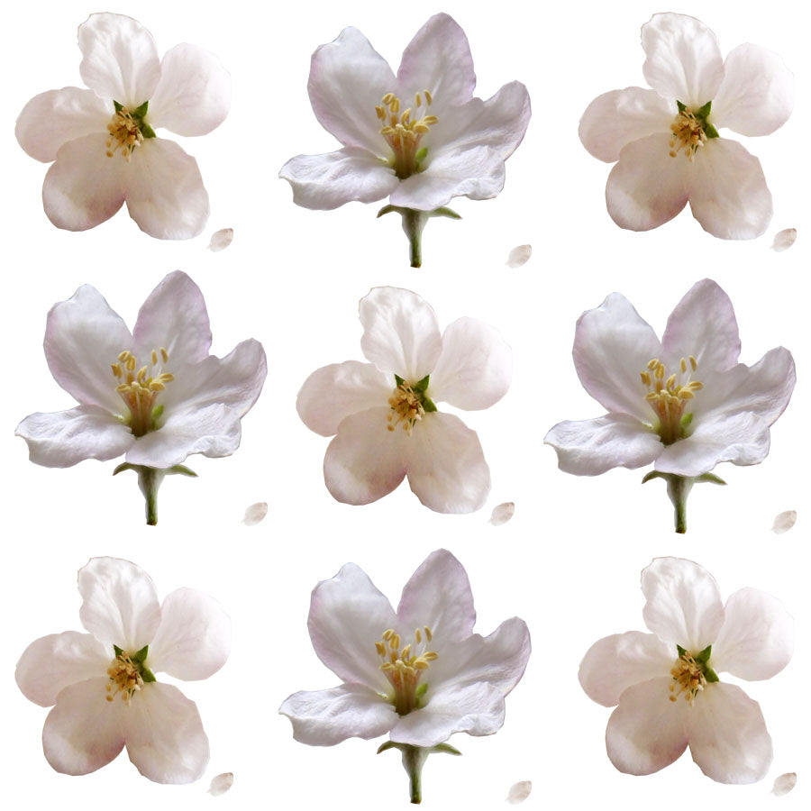 Apple Blossoms White 24 pcs #841 $11 CAD