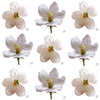 Apple Blossoms White 24 pcs #841 $11 CAD