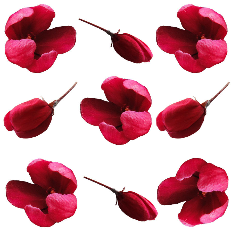 Apple Buds Micro Magenta 50 pcs #653 $15.25 CAD