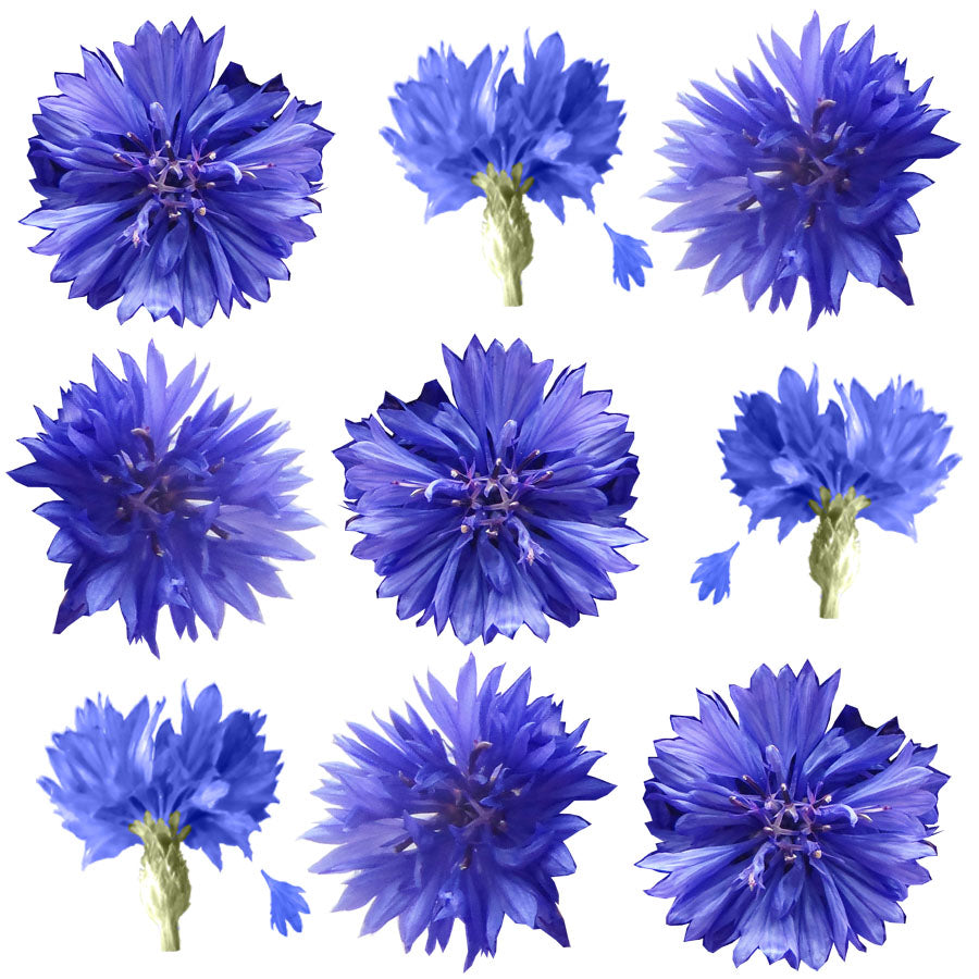Bachelor Button Flowers Blue Micro Petals 12 pcs #177 $6 CAD
