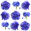 Bachelor Button Flowers Blue Micro Petals 12 pcs #177 $6 CAD