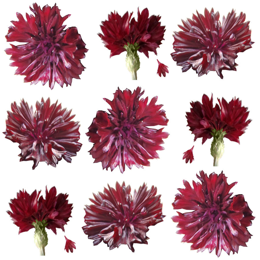 Bachelor Button Flowers Maroon Micro Petals 12 pcs #175 $6 CAD