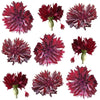 Bachelor Button Flowers Maroon Micro Petals 12 pcs #175 $6 CAD