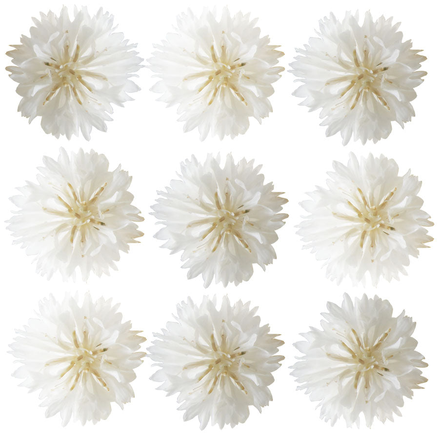 Bachelor Button White Micro Petals 12 pcs #828 $6 CAD