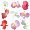 Begonia Flowers Large Mix Pink Red White 24 pcs #925 $13.5 CAD