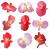 Begonia Flowers Large Mix Pink Red 24 pcs #683 $13.5 CAD