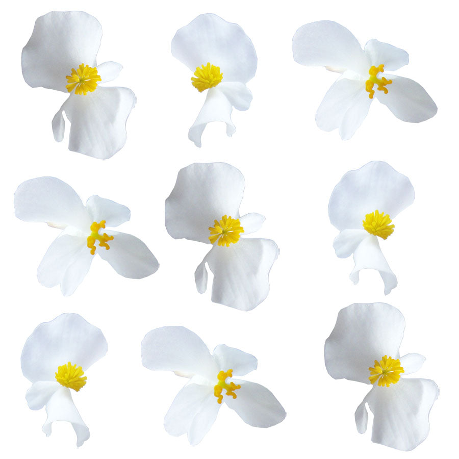 Begonia Flowers Large White 24 pcs #923 $12.75 CAD