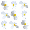 Begonia Flowers Large White 24 pcs #923 $12.75 CAD