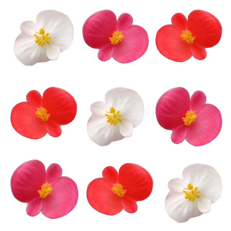 Begonia Flowers Small Micro Mix 24 pcs #829 $7.25 CAD