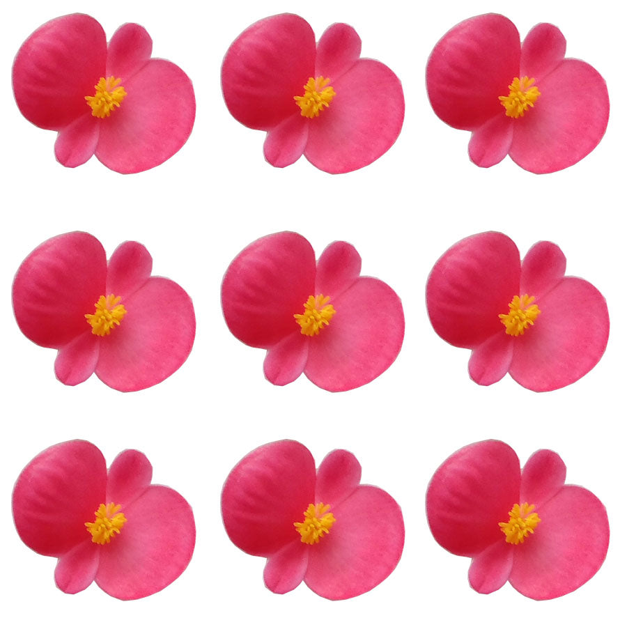 Begonia Flowers Small Micro Pink 36 pcs #111 $11 CAD