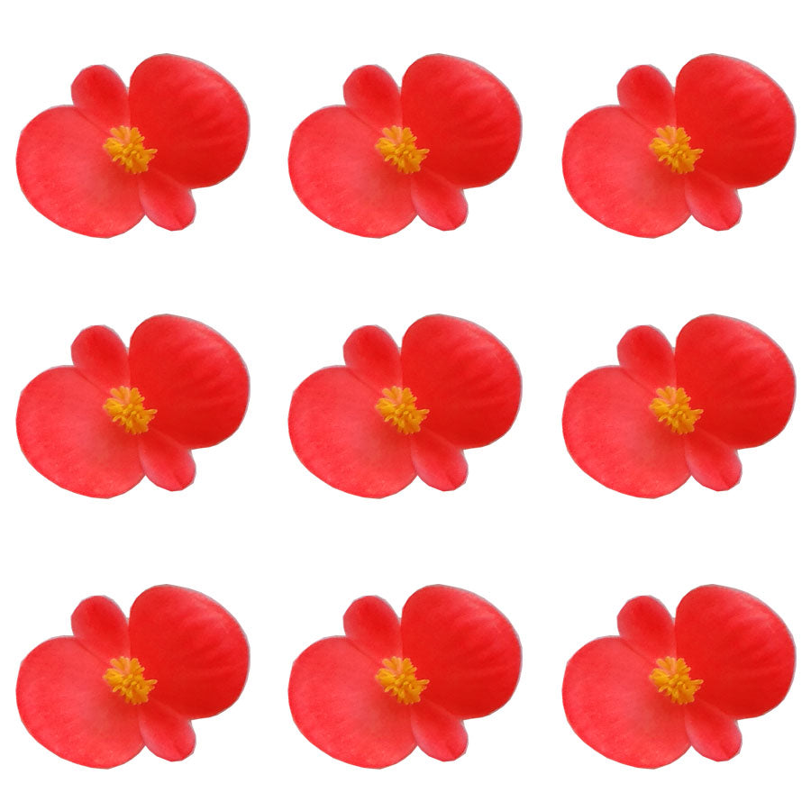 Begonia Flowers Small Micro Red 24 pcs #45 $7.25 CAD