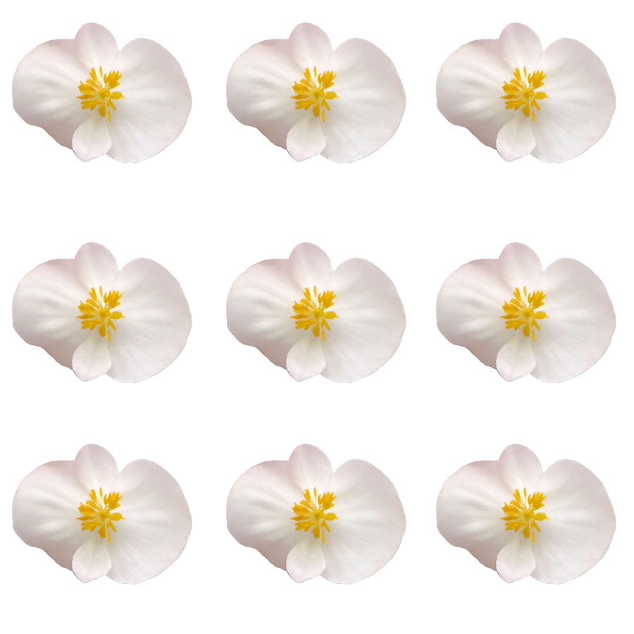 Begonia Flowers Small Micro White 24 pcs #53 $7.25 CAD