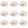 Begonia Flowers Small Micro White 24 pcs #53 $7.25 CAD