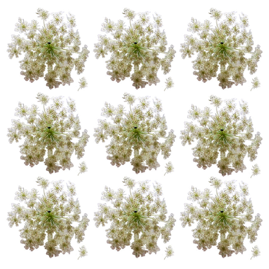 Carrot Flowers White Micro Flowerlets 24 pcs #560 $18.25 CAD