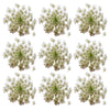 Carrot Flowers White Micro Flowerlets 24 pcs #560 $18.25 CAD