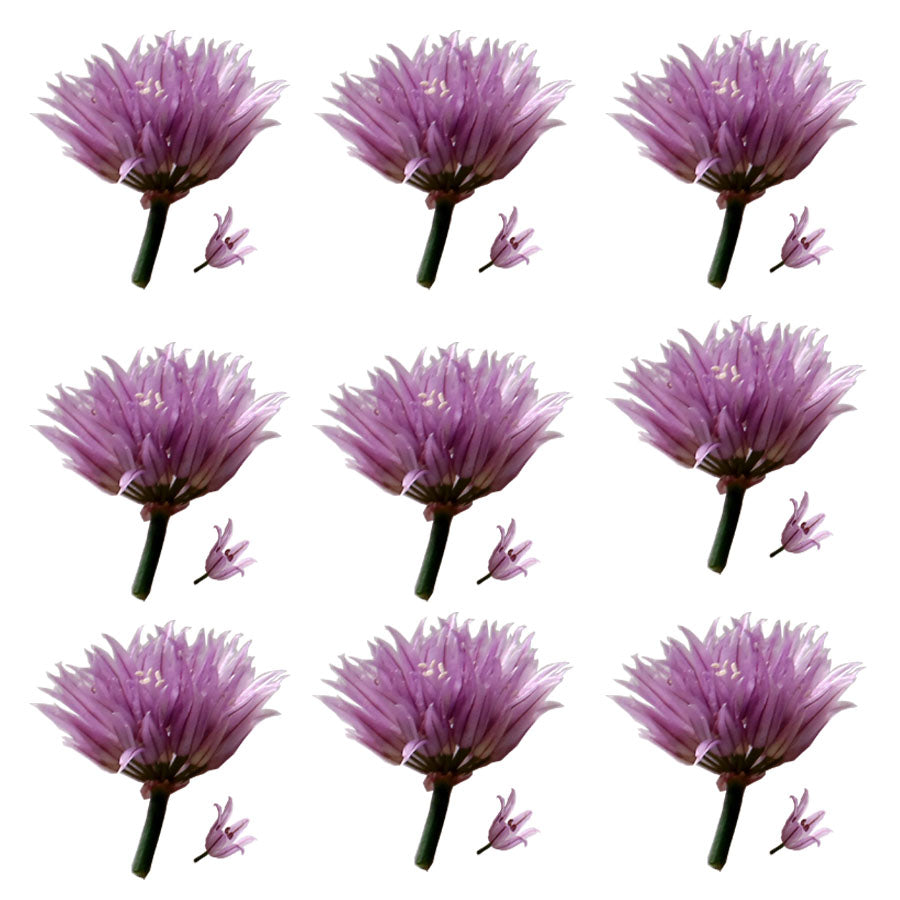 Chive Flowers Micro Mauve 12 pcs #120 $6.5 CAD