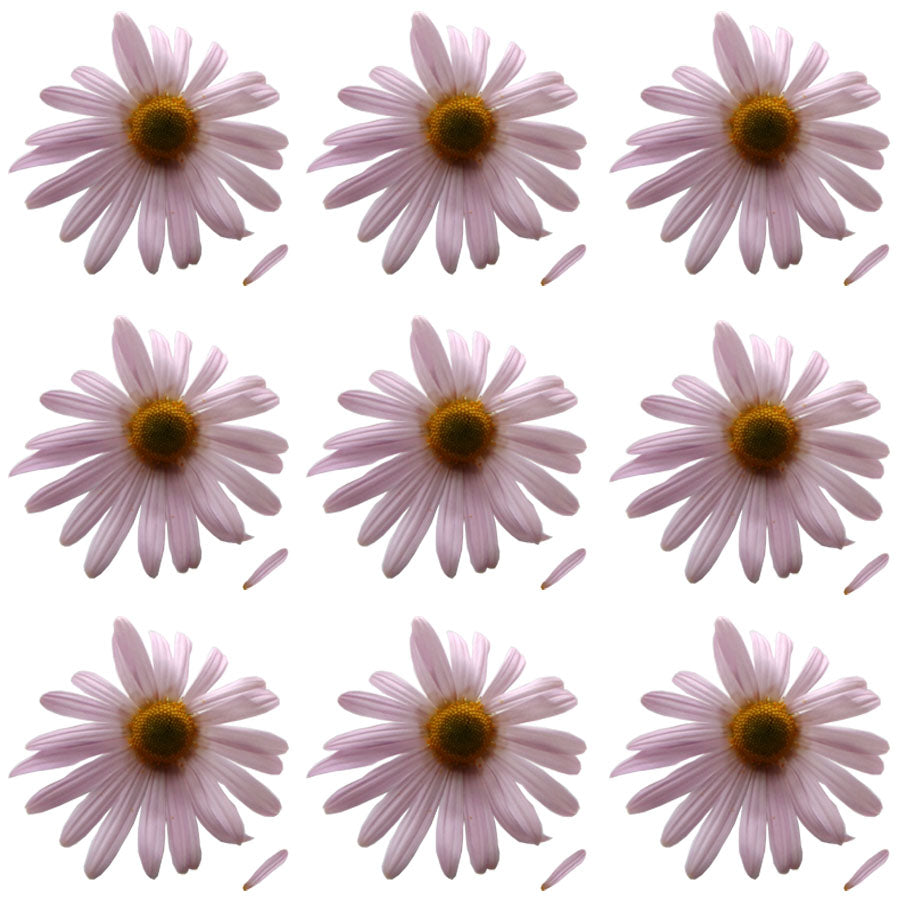 Summer Chrysanthemum Flowers + Stems Pink 36 pcs #714 $22.75 CAD