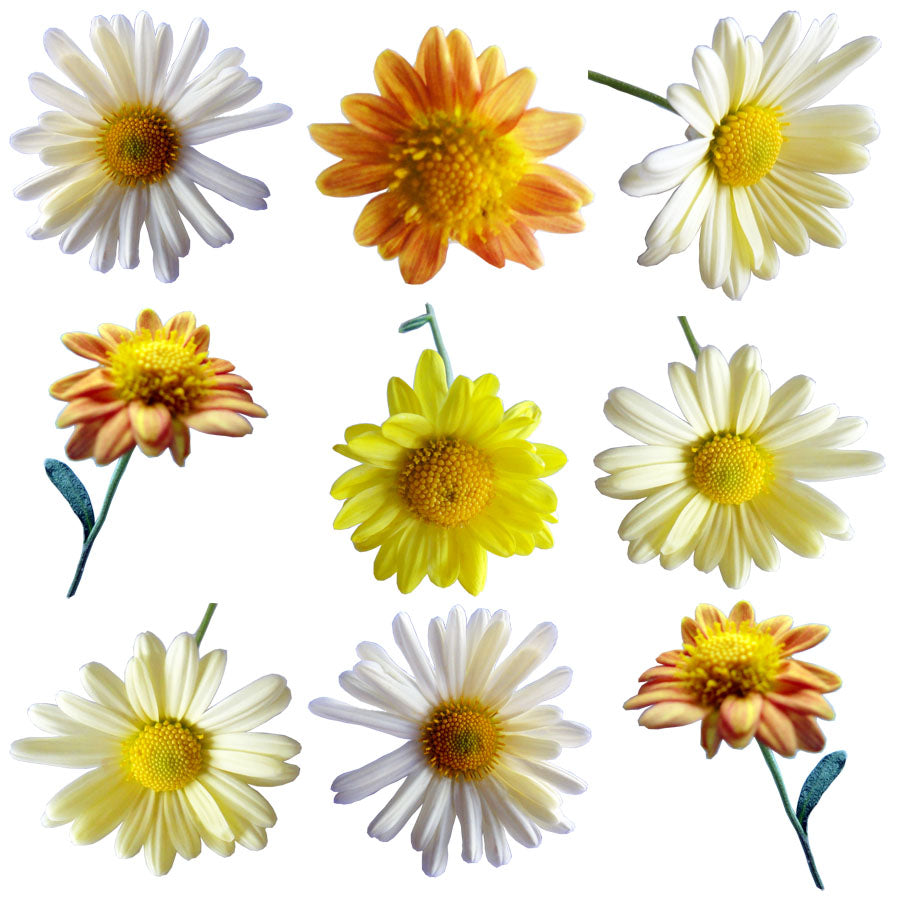 Summer Chrysanthemum Flowers + Stems Yellow 12 pcs #598 $8.5 CAD