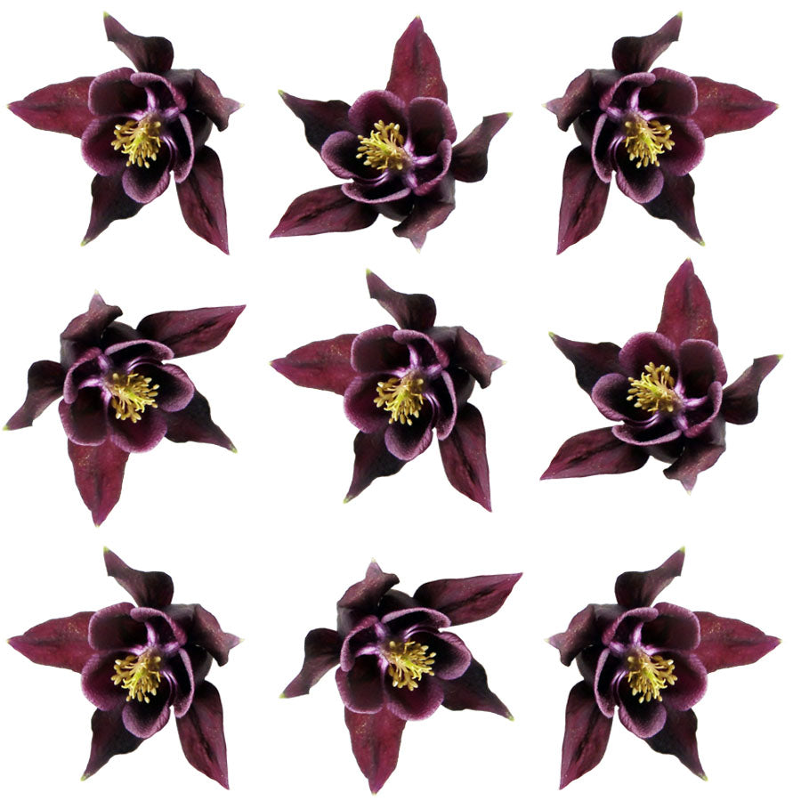 Columbine Flowers Dark Purple 12 pcs #313 $11.5 CAD