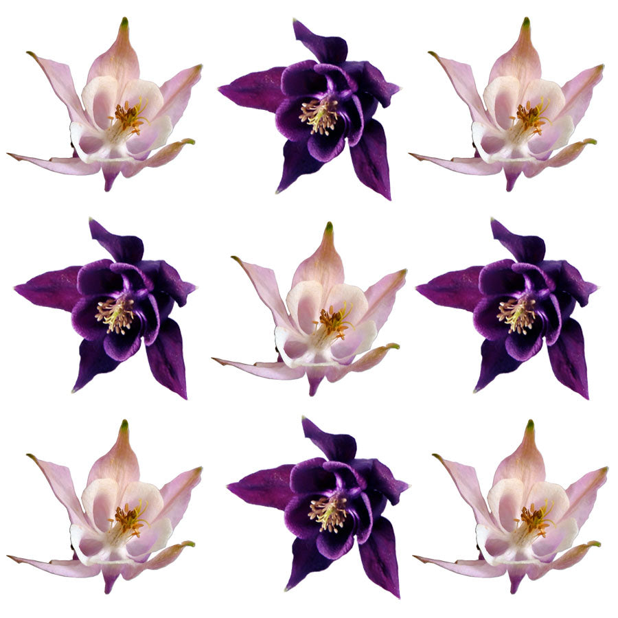 Columbine Flowers Mix 12 pcs #59 $12.25 CAD