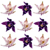 Columbine Flowers Mix 12 pcs #59 $12.25 CAD