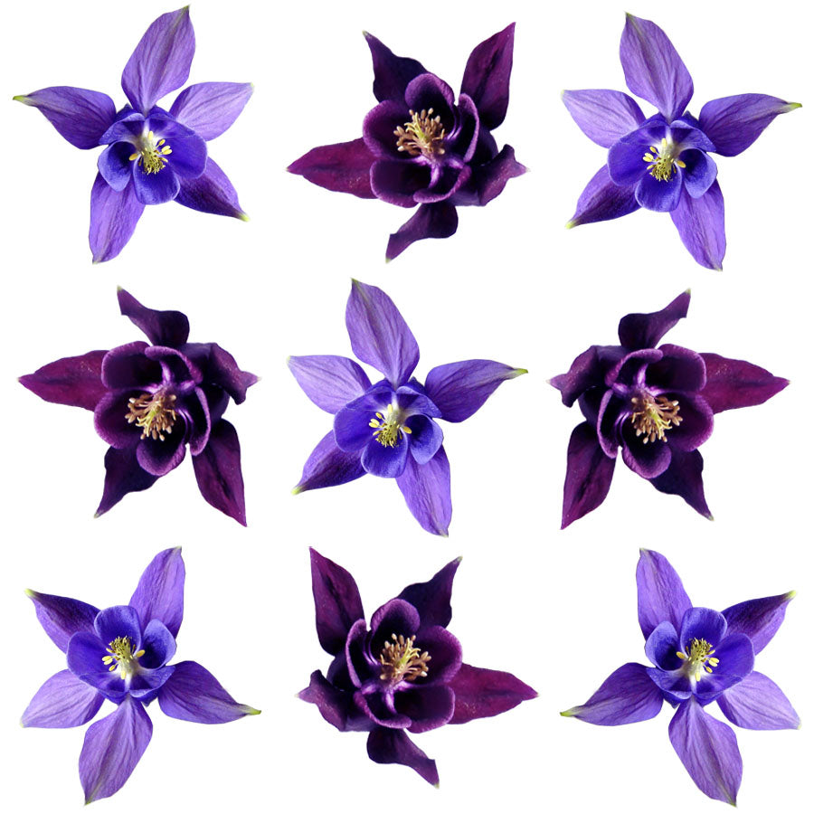 Columbine Flowers Purple 12 pcs #915 $11.5 CAD