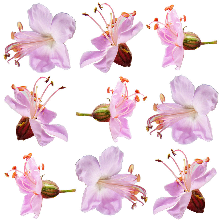 Summer Geranium Pink Flowers 24 pcs #830 $12.75 CAD