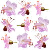 Summer Geranium Pink Flowers 24 pcs #830 $12.75 CAD