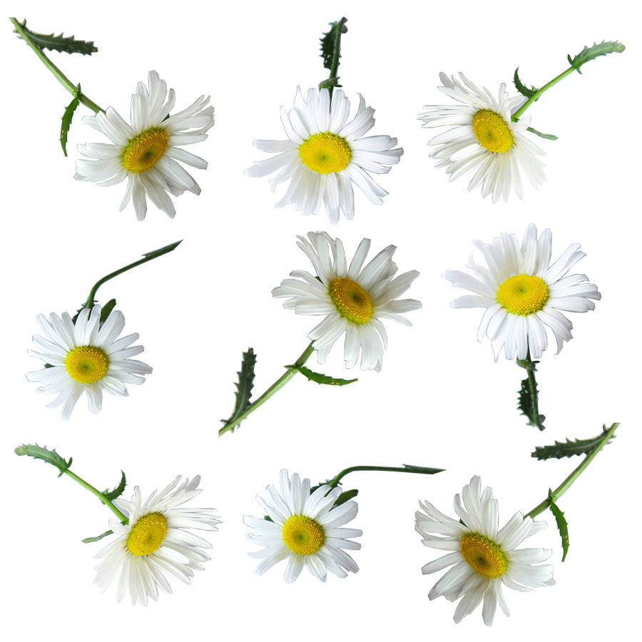 Daisies Flowers + Stems 12 pcs #934 $8.5 CAD