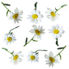 Daisies Flowers + Stems 12 pcs #934 $8.5 CAD