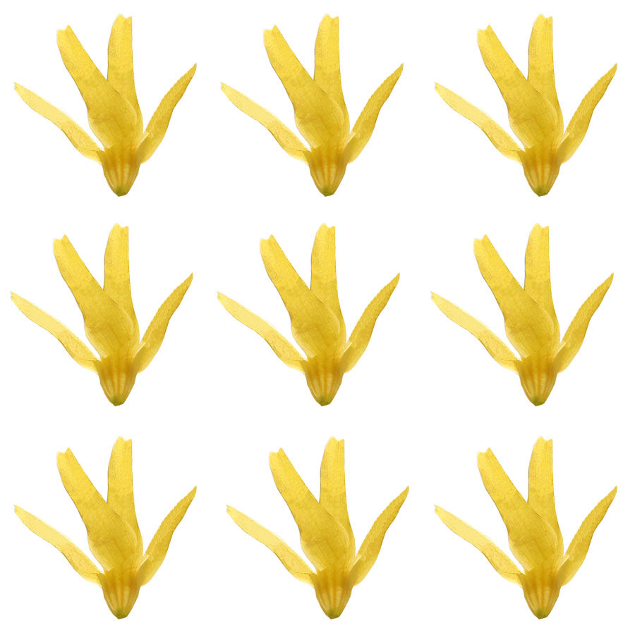Forsythia Gold Spring  Micro Flowers 100 pcs #960 $22.75 CAD