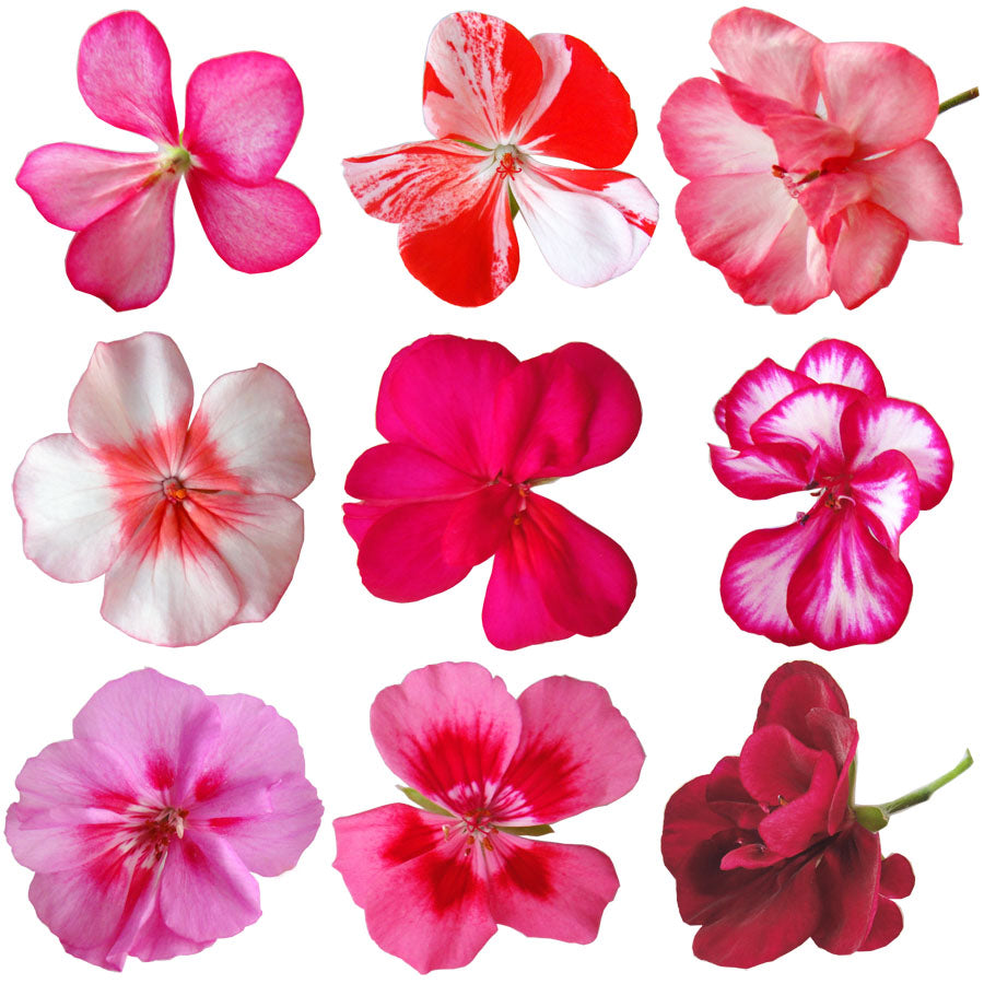 Geranium Mix Flowers + Stems 24 pcs #945 $18 CAD