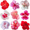 Geranium Mix Flowers + Stems 12 pcs #951 $9.75 CAD