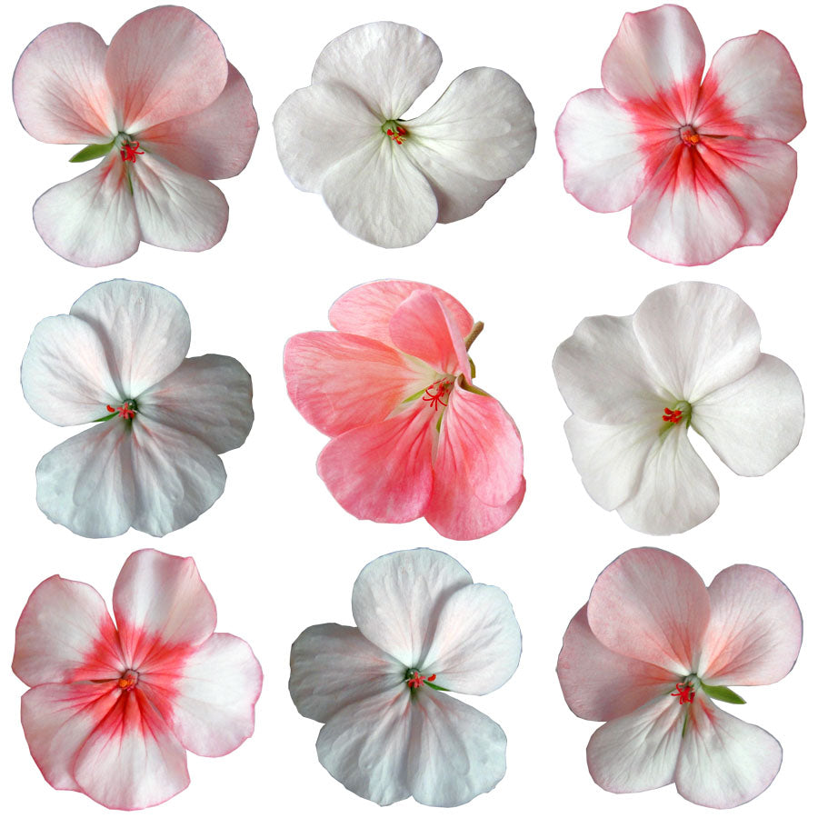 Geranium Pastel Mix Flowers + Stems 24 pcs #461 $18 CAD