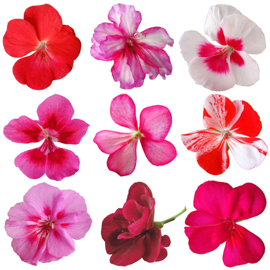 Geranium Bright Mix Flowers + Stems 36 pcs #937 $26.25 CAD