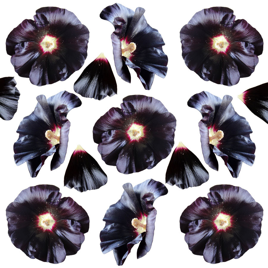 Hollyhock Dark Eggplant 5 pcs #564 $12.25 CAD