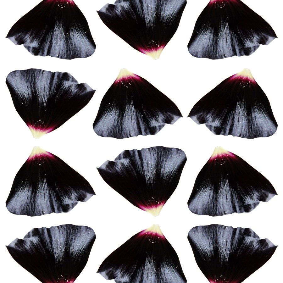 Hollyhock Petals Dark Eggplant 20 pcs #485 $9.75 CAD