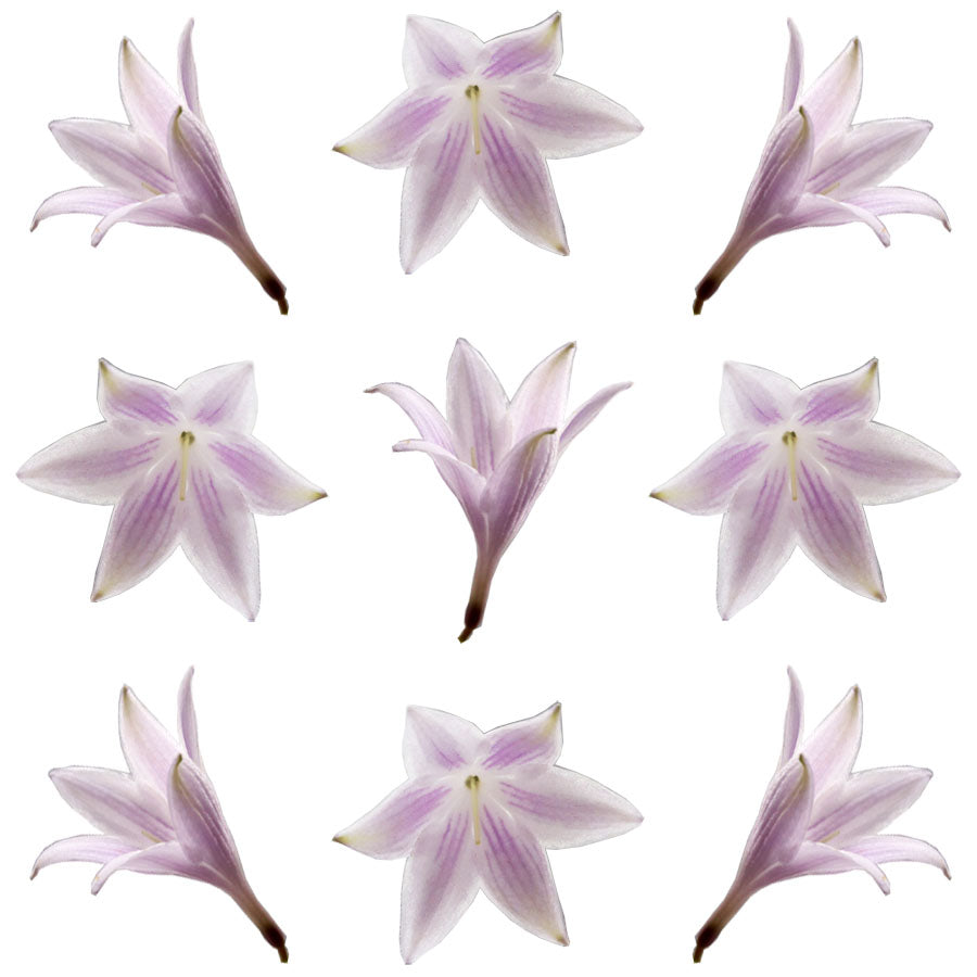 Hosta Flowers Mauve 12 pcs #314 $6.5 CAD