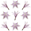 Hosta Flowers Mauve 12 pcs #314 $6.5 CAD